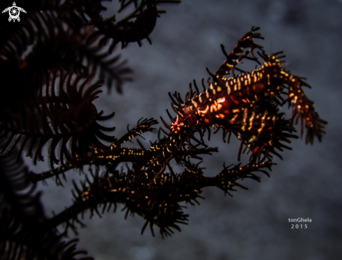 A Solinostomus paradoxus | Ornate ghost pipefish