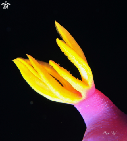 A Nembrotha | Nudibranchs 