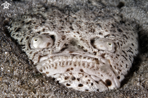 A Uranoscopus bicinctus | Marbled Star Gazer