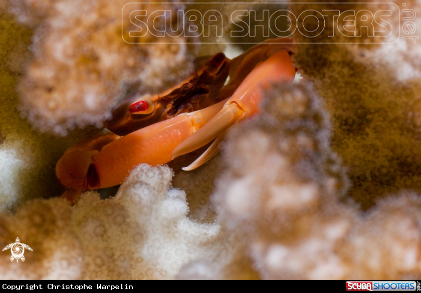 A Acropora symbiotic crab