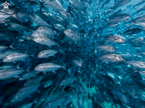 A Barcheeks trevally