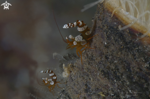 A the squat shrimp or sexy shrimp,