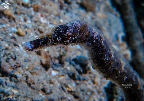 A Long nosed pipefish