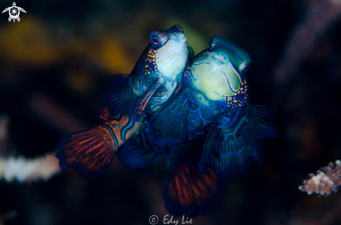 A Mandarin Fish 