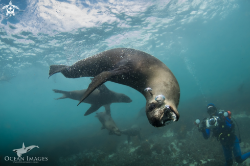 A Cape Fur Seal