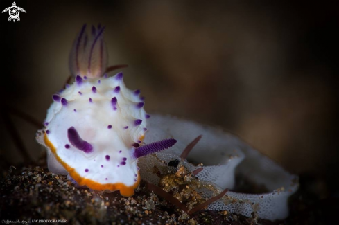 A Mexichromis multituberculata 