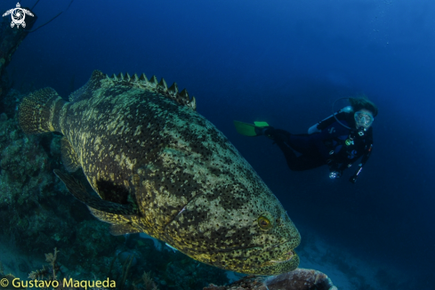 A Epinephelus itajara | Mero Guaza ó Goliath