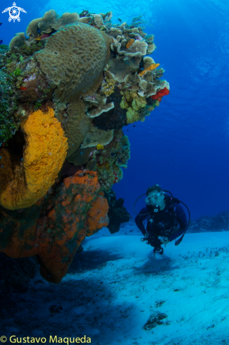 A Arrecife de Cozumel