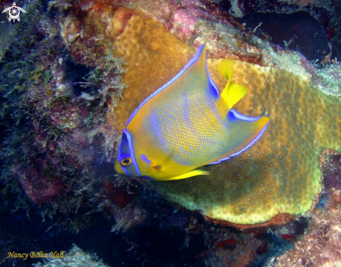 A Holacanthus ciliaris | Queen Angel