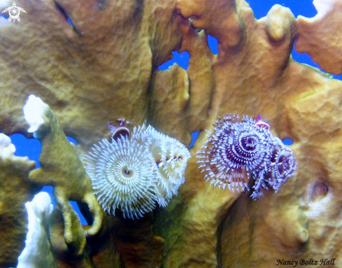 A Christmas tree worms on fire coral 