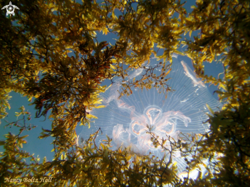 A moon jelly