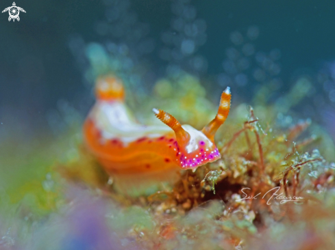 A  Hypselodoris maculosa | Nudibranch