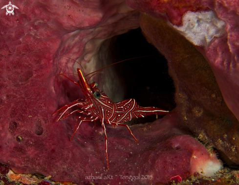 A Durban Shrimp