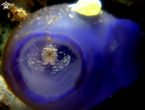 A Tunicate shrimp