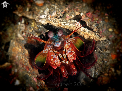 A Mantis Shrimp