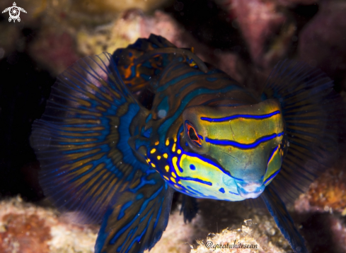 A Mandarin Fish