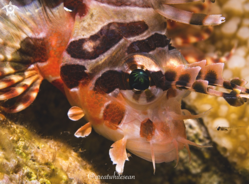 A Pterois miles | Lionfish and Krill