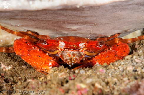 A Sleepy Sponge Crab