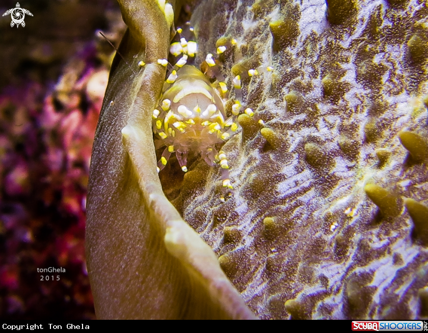 A Hiden corallimorph Shrimp