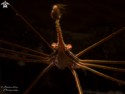 A Stenorhynchus seticornis | Arrowhead crab