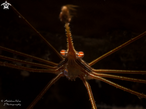 A Arrowhead crab