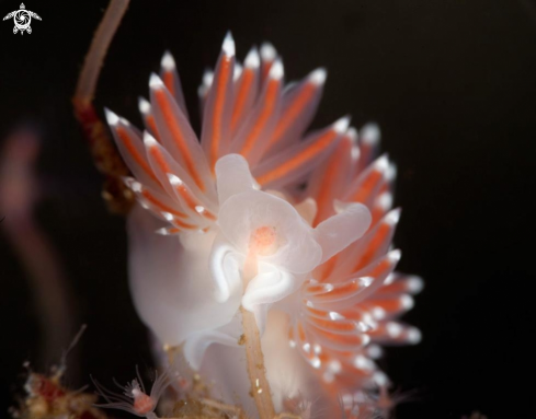 A Flabellina SP