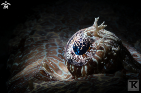 A Cymbacephalus beauforti | Crocodile fish