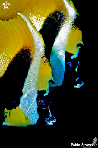 A Butterfly fish