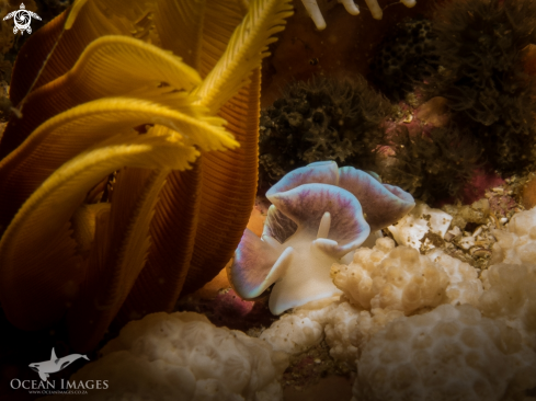 A Frilled Nudibranch