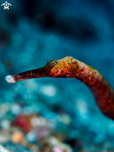 A Slender Pipefish