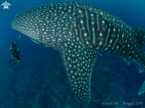 A Whale Shark