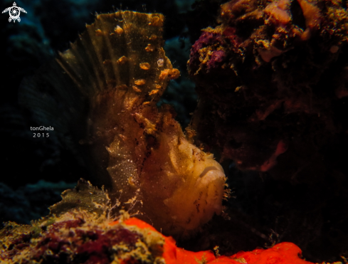 A Taenianotus triacanthus | Leaf Scorpionfish