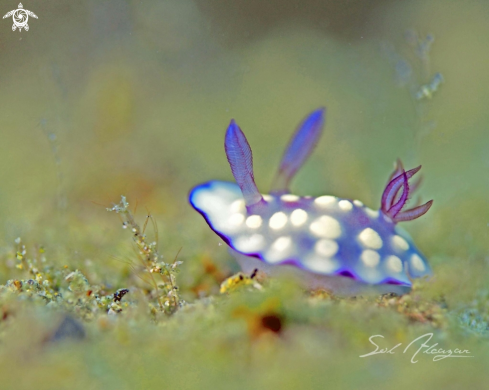 A Nudibranch