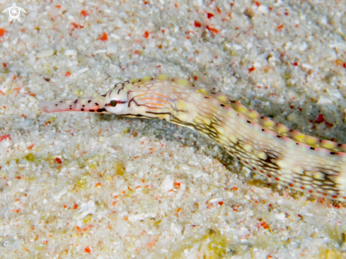 A Corythoichthys Haematopterus
