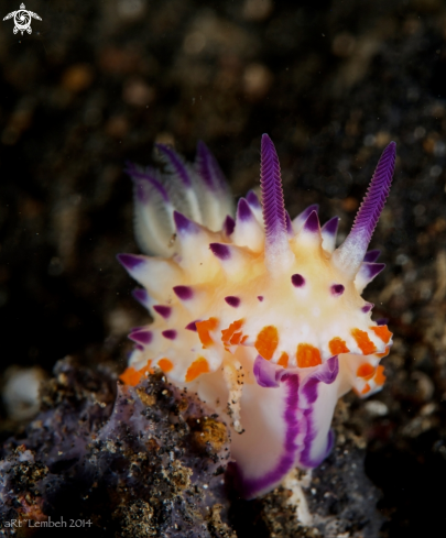 A Nudibranch