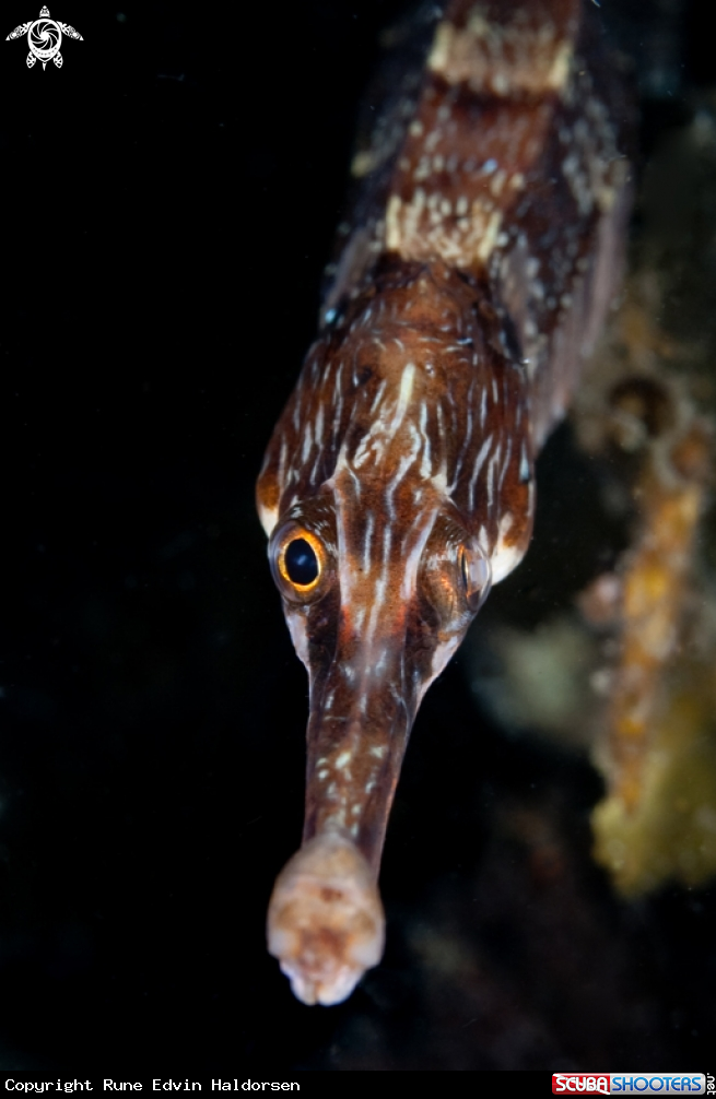A Lesser pipefish