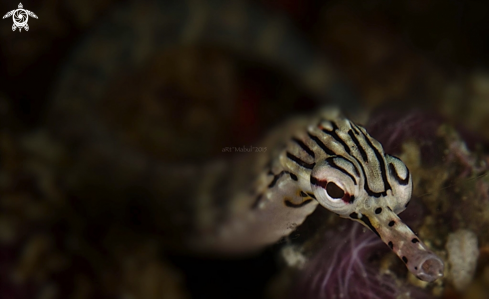 A pipefish