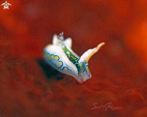 A Psychedelic Batwing Slug