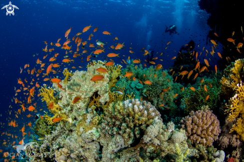 A Goldies at Shark & Yolanda Reef