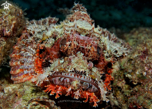 A Scorpionfish