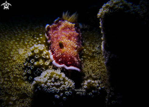 A Nudibranch