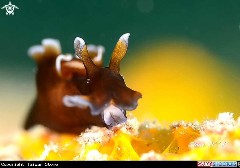 A Freckled Sea Hare