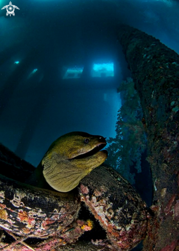 A Moray Eel