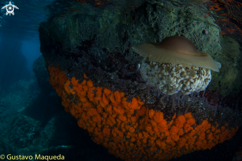 A Cotylorhiza tuberculata | Medusa Huevo frito