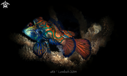 A Mandarin Fish