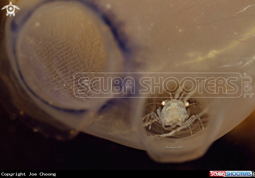 A Tunicates shrimp