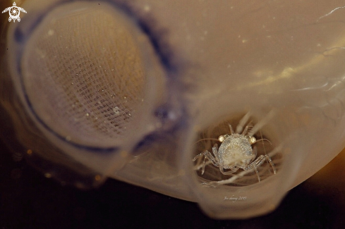 A Tunicates shrimp