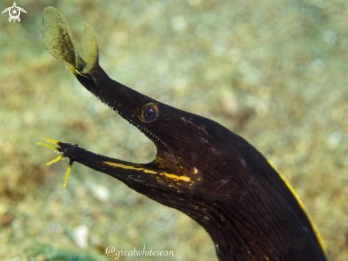 A Rhinomuraena quaesita | Ribbon Eel (juvenile)