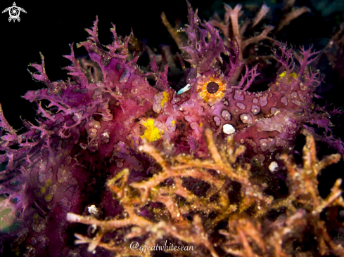 A Weedy Scorpionfish