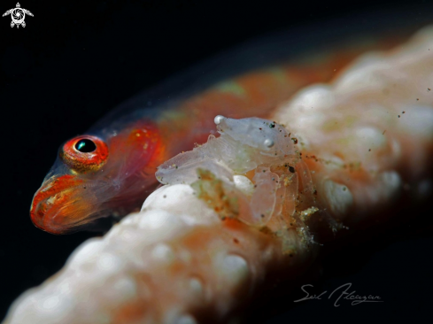 A Whip coral goby and crab